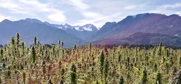 cannabis plants in Tibet
