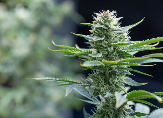 Millions and millions of Americans and people around the world have been arrested and imprisoned over hysteria related to false claims about use of cannabis sativa and cannabis indica. Time for this racist policy to end.