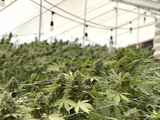 Reviewing Legal Medical Cannabis Grow Site in Hawai'i: 2019